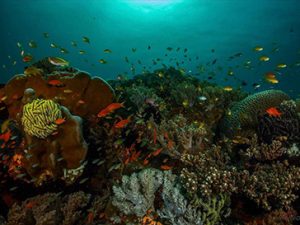 balicasag island corals