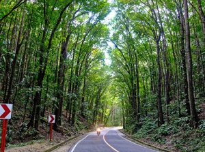 man made forest