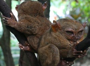 tarsier in Bohol
